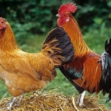 Zašto su koke nosilje prestale da nose